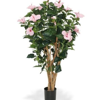 Hibiscus deluxe  - roze