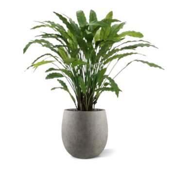 Calathea kunstplant  - groen