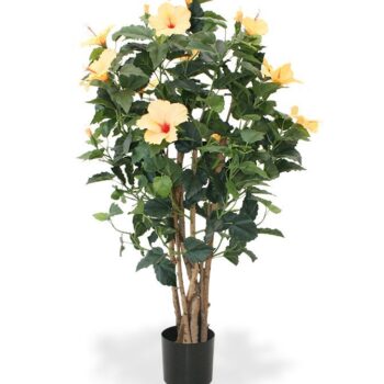 Hibiscus deluxe  - oranje