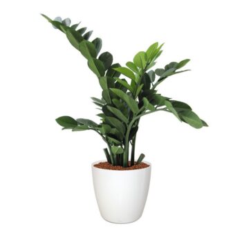Zamioculcas kunstplant