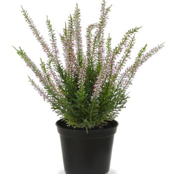 Erica heide kunstplant  - roze