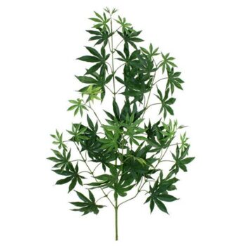 Acer Maple tak x44 FR