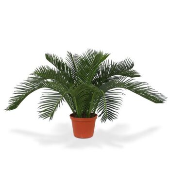 Cycas Baby kunstpalm  - N