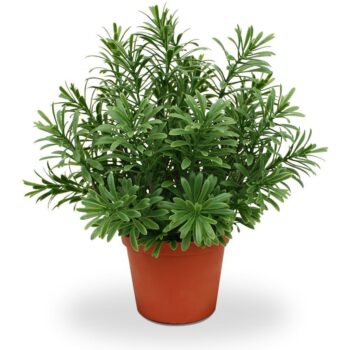 Crossostephium kunst vetplant in plastic pot