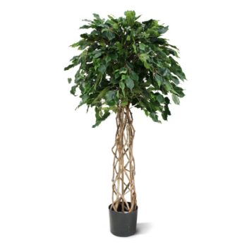 Ficus Exotica bol kunstplant op stam