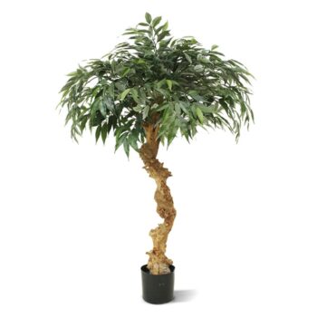 Shirakashi kunst bonsai op stam