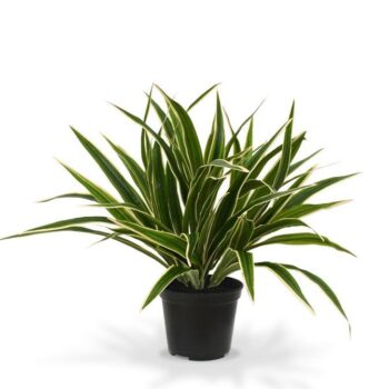 Chlorophytum S kunstplant  in  pot