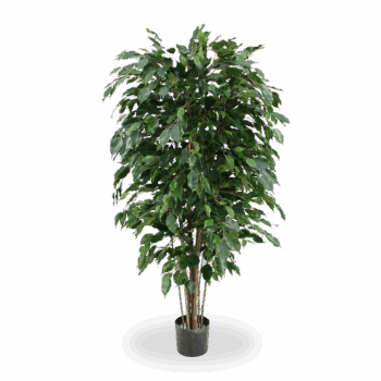 Ficus Exotica deluxe kunstplant  - groen - FR - brandvertragend