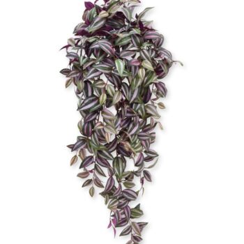 Tradescantia kunst hangplant  - paars