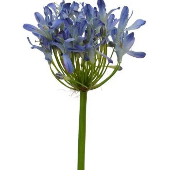 Agapanthus kunsttak Deluxe  lila