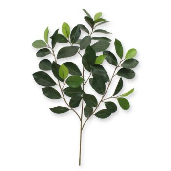 Ficus Compact Tak x 52 FR