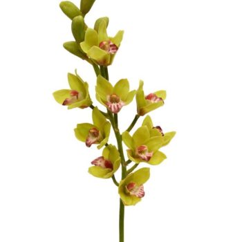 Cymbidium Deluxe  groen