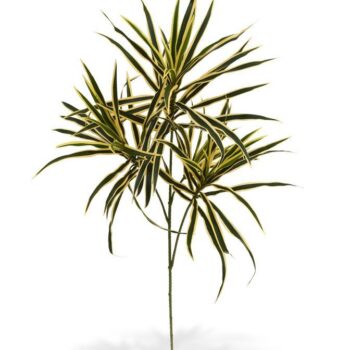 Draceana kunsttak  - bont