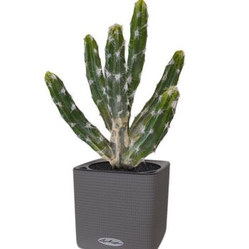 Tetragonus kunst Cactus  - groen