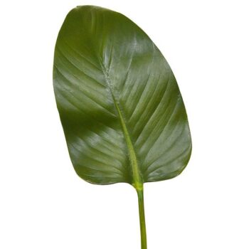 Zijden Strelitzia blad deluxe