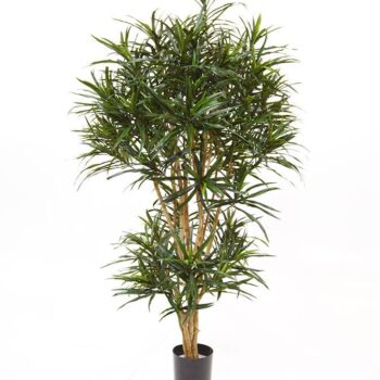 Draceana Reflexa Anita kunstboom