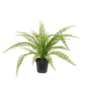 Asplenium Varen kunstplant