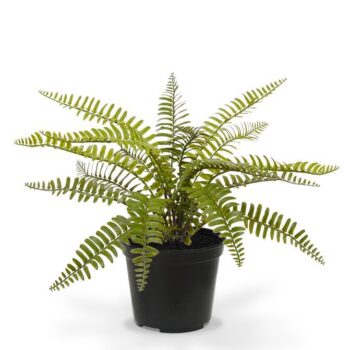 Asplenium Varen kunstplant