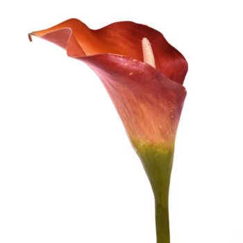 Calla kunstbloem deluxe  oranje