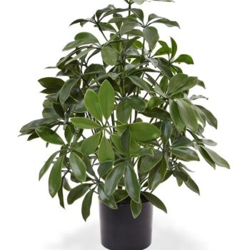 Schefflera kunstplant  - UV bestendig