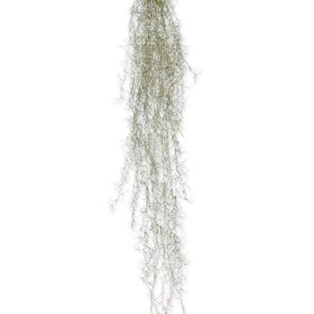 Tillandsia kunsthanger deluxe