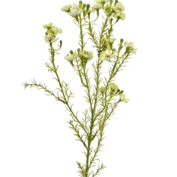 Waxflower kunsttak  groen