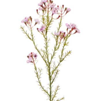 Waxflower kunsttak  roze