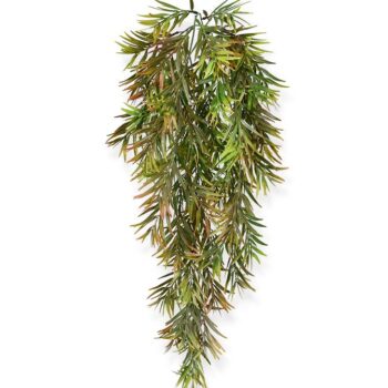 Asparagus Sprengeri kunst hangplant