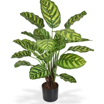Calathea Makoyana kunstplant