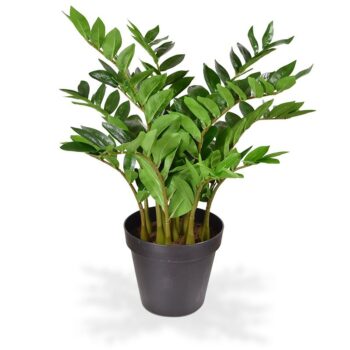 Zamioculcas kunstplant