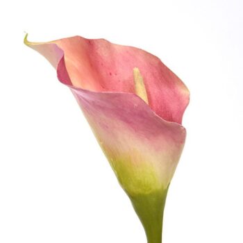Calla kunstbloem deluxe  rose
