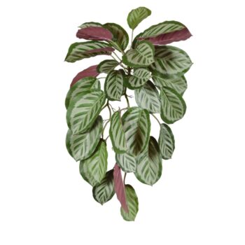 Calathea red Roseopicta kunst hangplant