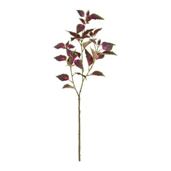 Coleus Tak  Paars/rose