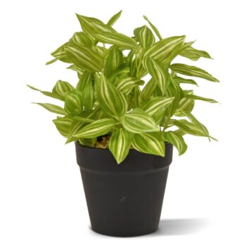 Tradescantia kunstplant  - bont