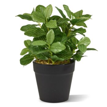 Fittonia bont kunstplant