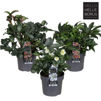 Helleborus mix laag P19