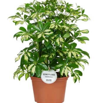 Schefflera Gerda Toef