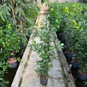 Ficus Moclame