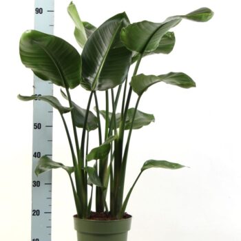 Strelitzia Nicolai