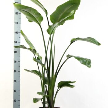 Strelitzia Nicolai