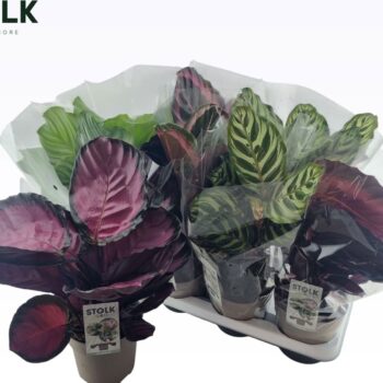 Calathea Mix
