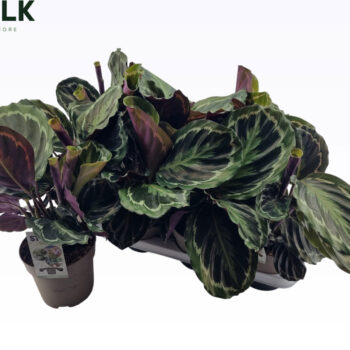 Calathea Medallion
