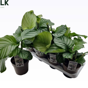 Calathea Orbifolia
