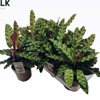 Calathea Lancifolia Insignis