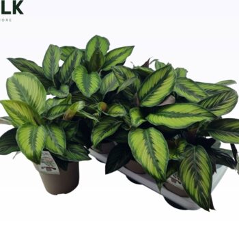Calathea Majestica Princeps