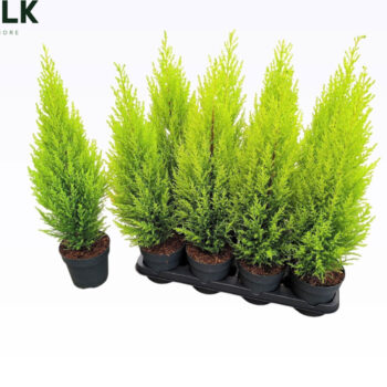 Cupressus macrocarpa Goldcrest Wilma