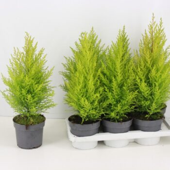 Cupressus macrocarpa Goldcrest Wilma