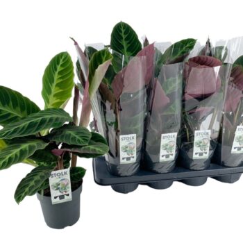 Calathea Warscewiczii