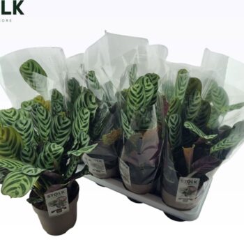 Ctenanthe Burle Marxii