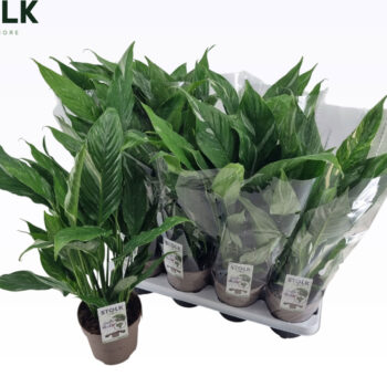 Spathiphyllum Diamond Variegata